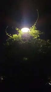 Leentje 04 Rara wat is dit